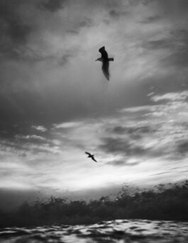 albatros-seagull-silhouette-breaking-waves-black-and-white 