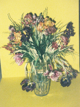 faded-whithered-tulips-flowers-decomposed-yellow-grainy-analog 