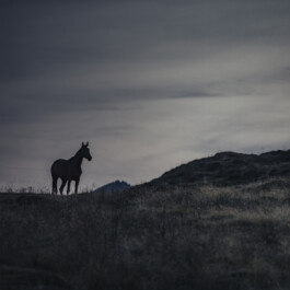 moody-mysterious-horse-silhouette-standing-hillside 